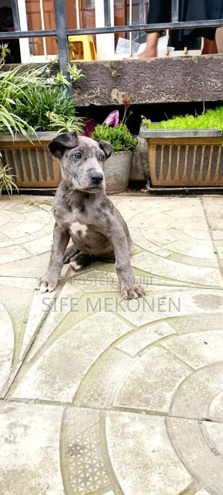 1-3 months Male Purebred Great Dane