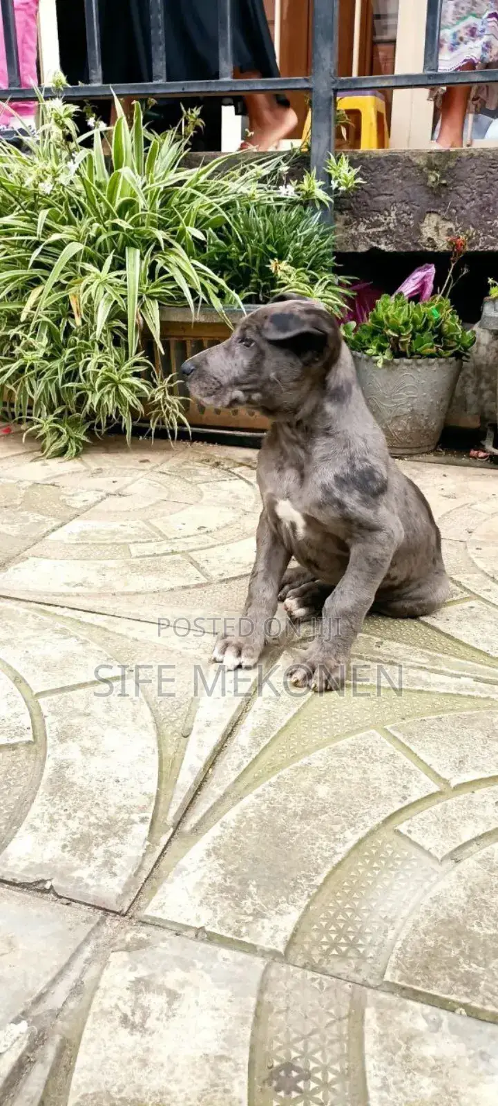 1-3 months Male Purebred Great Dane