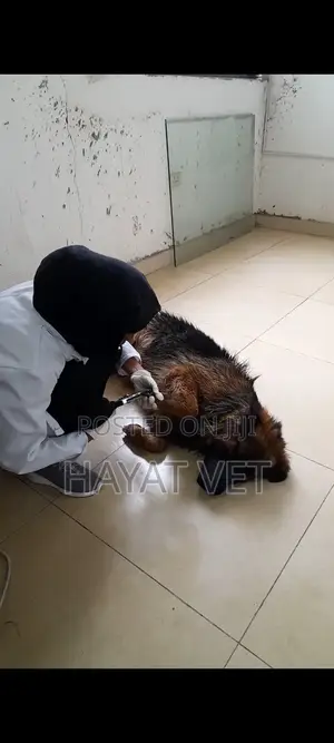 Doctor of Animals.Vaccination,Treatment , Grooming Services,