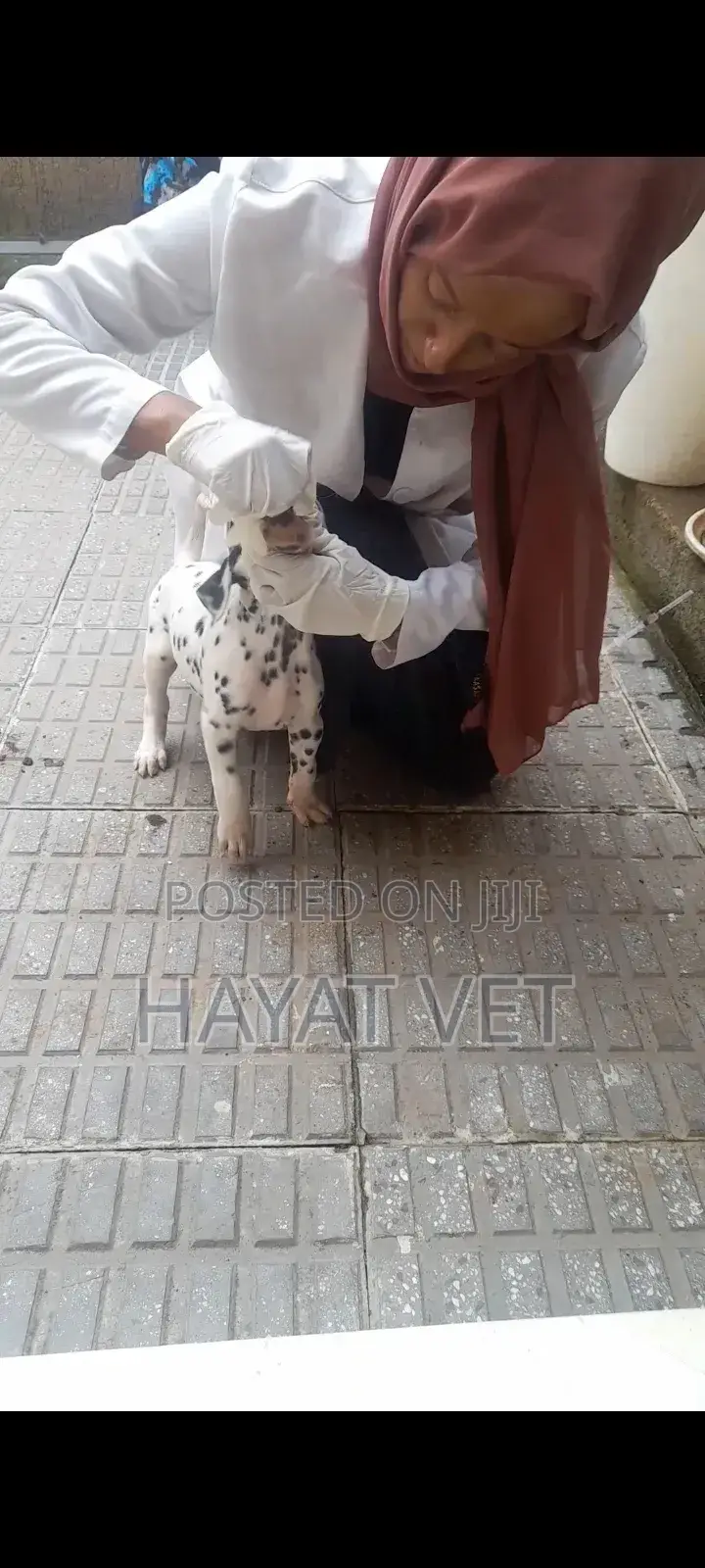 Doctor of Animals.Vaccination,Treatment , Grooming Services,