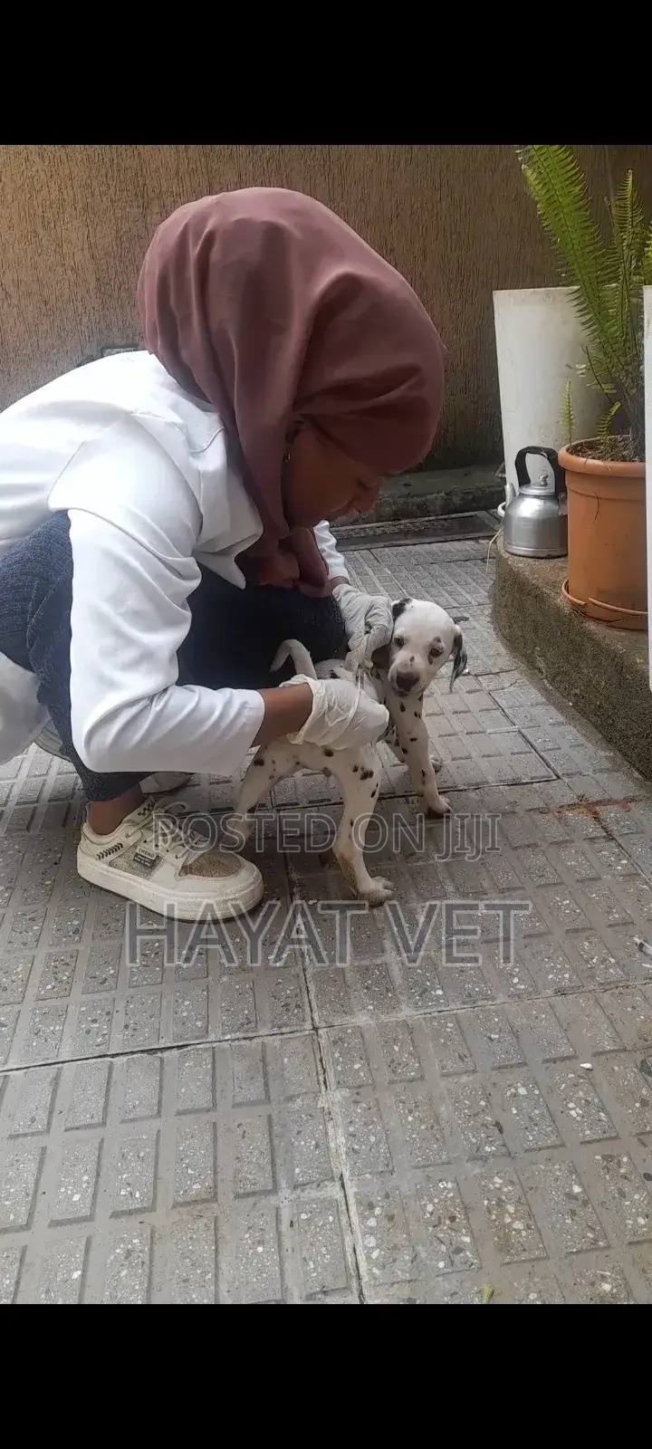 Doctor of Animals.Vaccination,Treatment , Grooming Services,