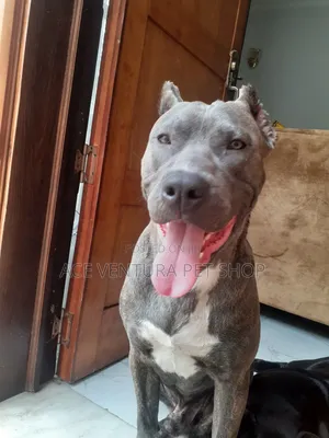 1-3 months Male Purebred American Pit Bull Terrier