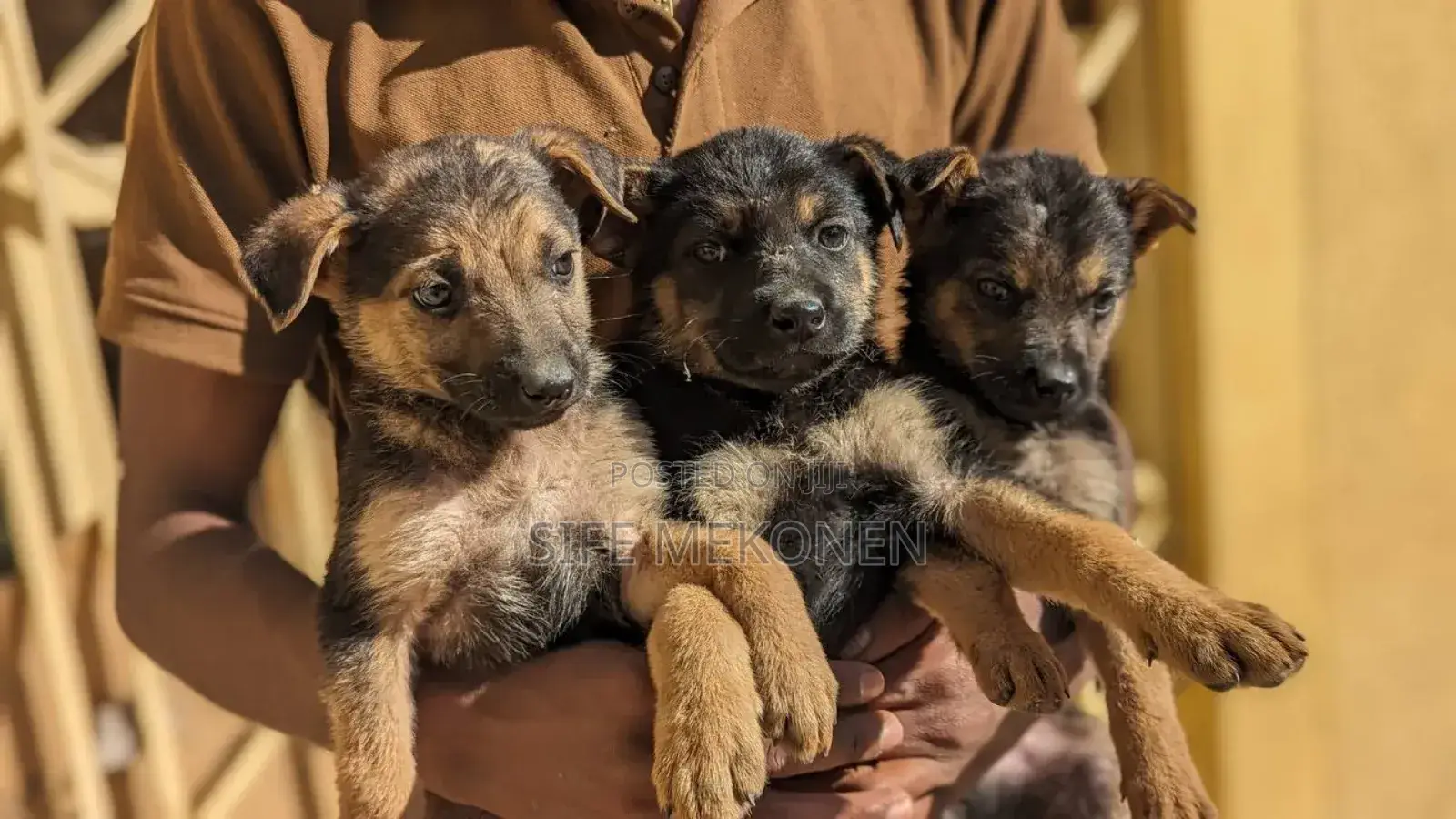 1-3 months Male Purebred German Shepherd