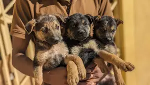 Photo - 1-3 months Male Purebred German Shepherd