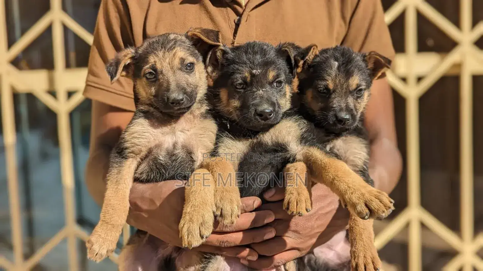 1-3 months Male Purebred German Shepherd