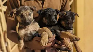 1-3 months Male Purebred German Shepherd