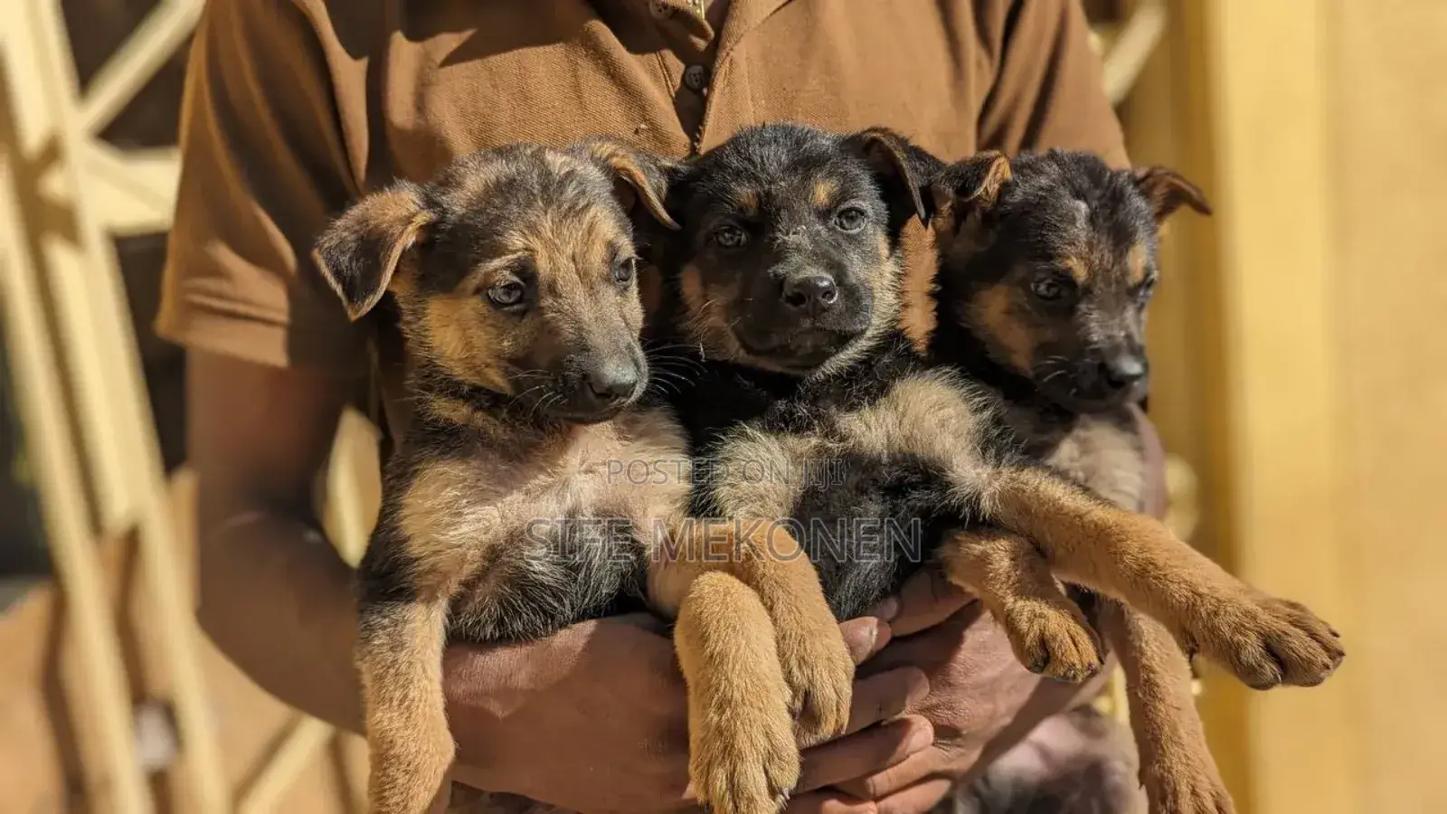 1-3 months Male Purebred German Shepherd