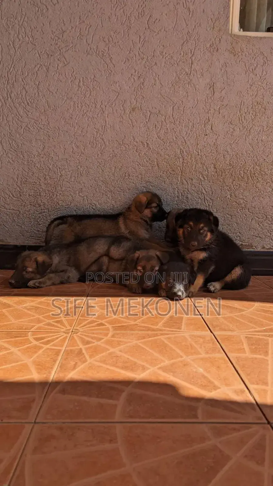 1-3 months Male Purebred German Shepherd