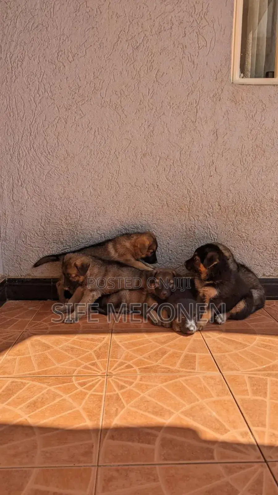 1-3 months Male Purebred German Shepherd