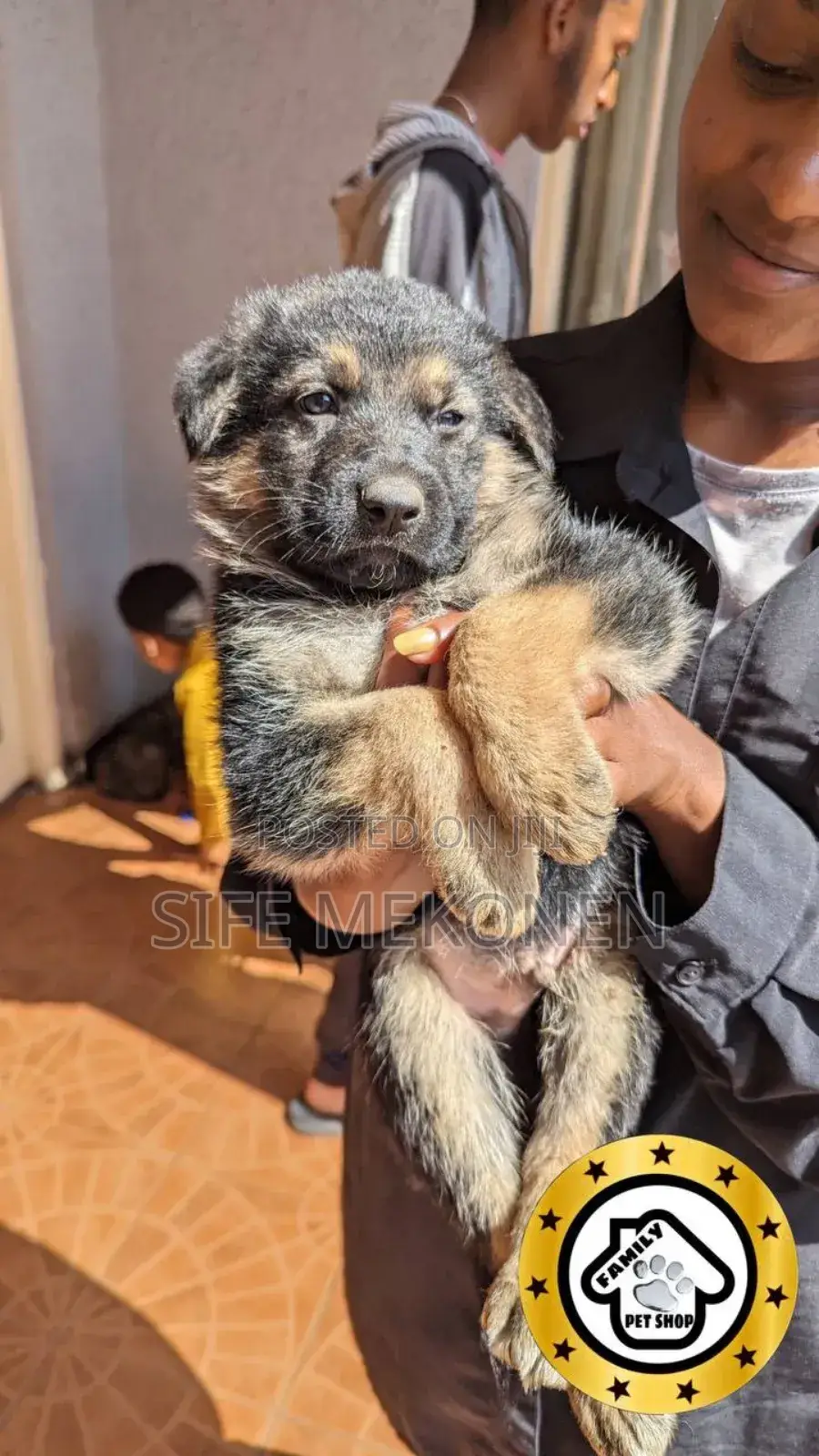 1-3 months Male Purebred German Shepherd