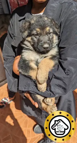 1-3 months Male Purebred German Shepherd