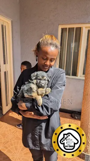 Photo - 1-3 months Male Purebred German Shepherd