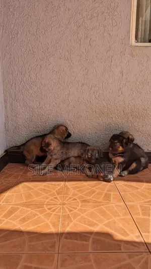 1-3 months Male Purebred German Shepherd