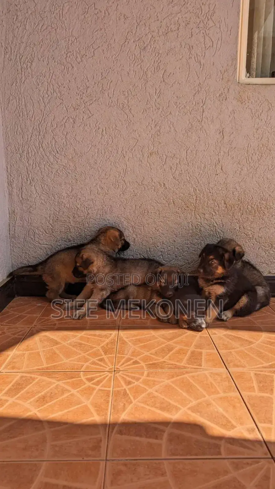 1-3 months Male Purebred German Shepherd