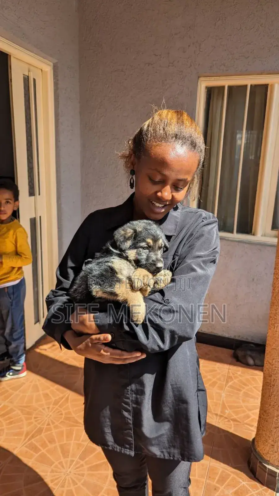 1-3 months Male Purebred German Shepherd