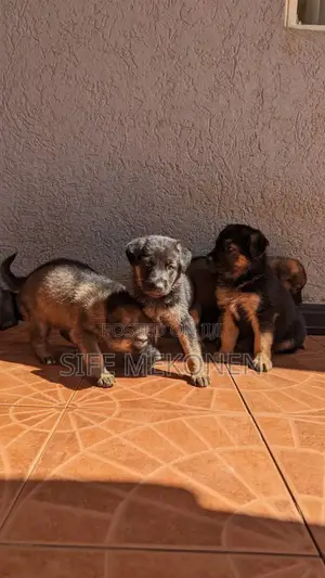 1-3 months Male Purebred German Shepherd