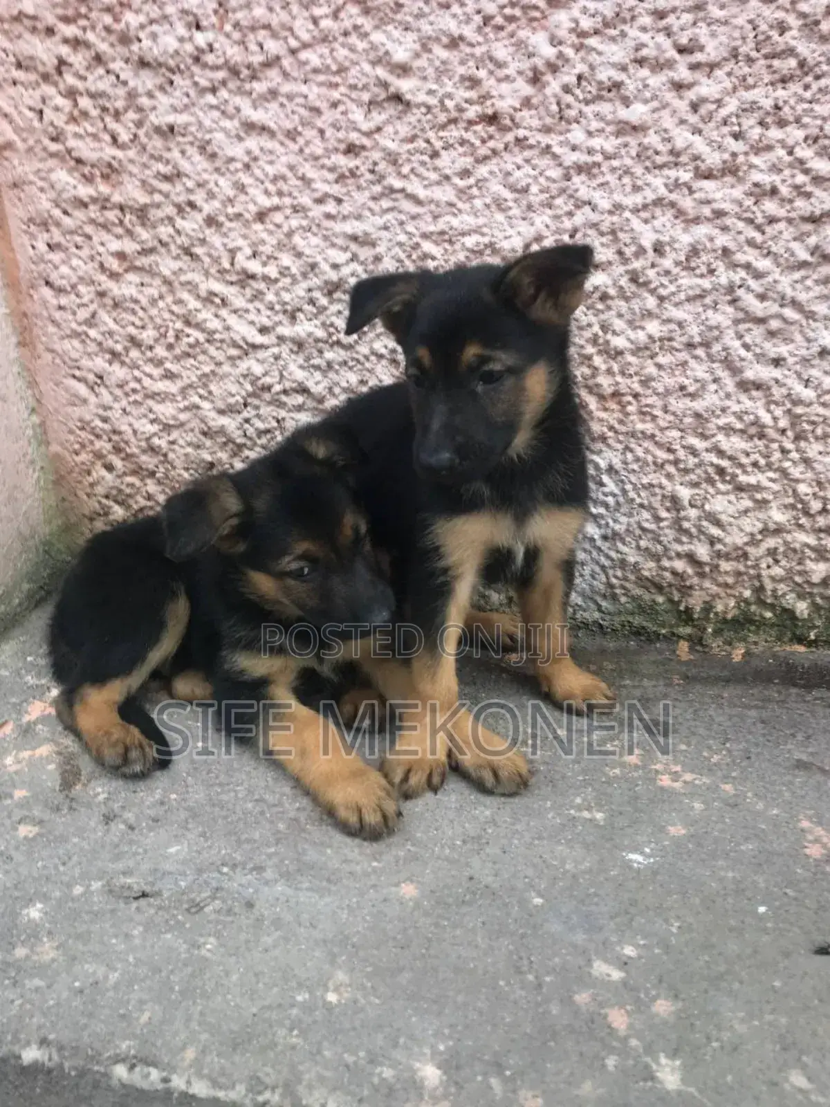 1-3 months Male Purebred German Shepherd