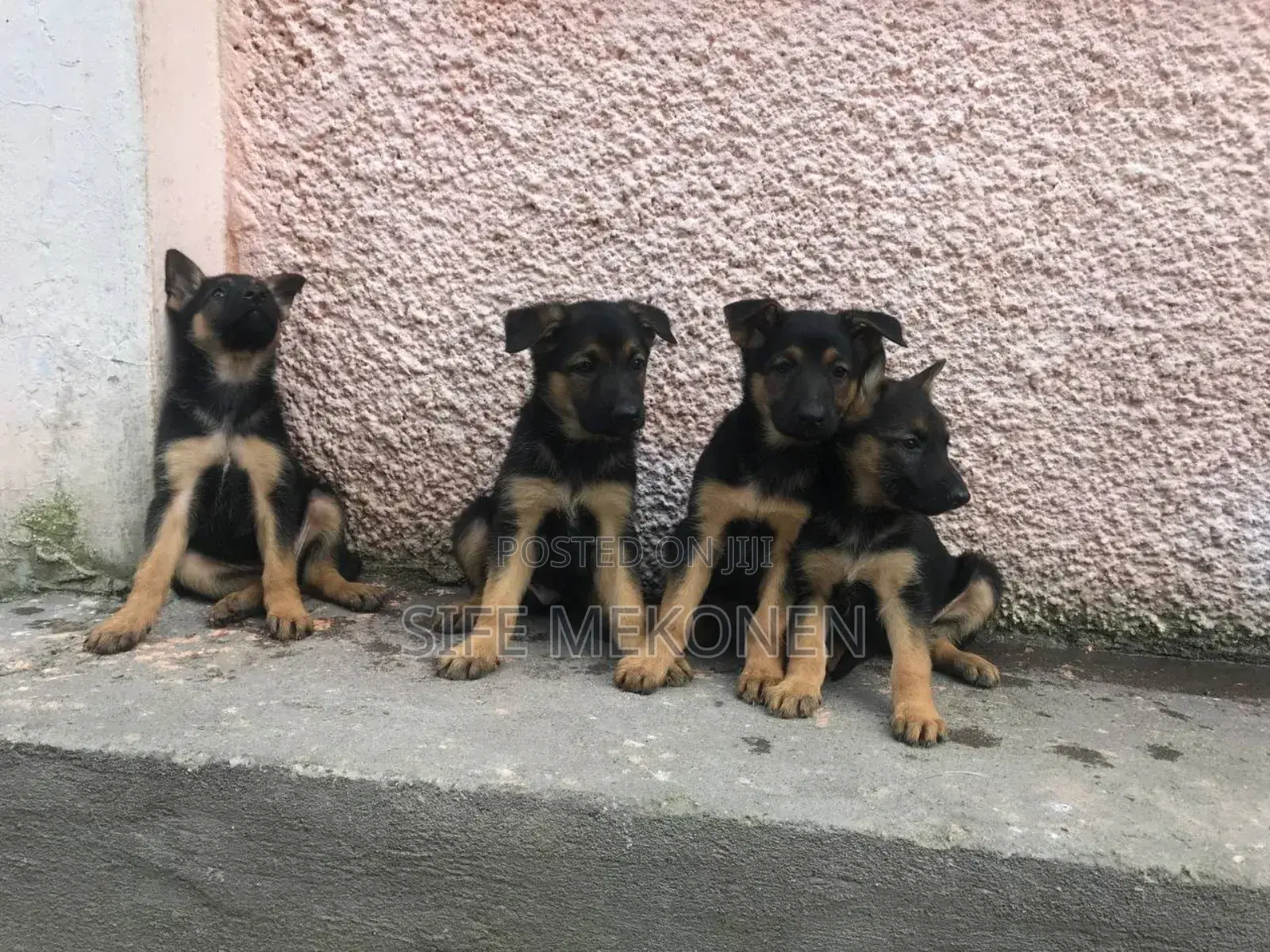 1-3 months Male Purebred German Shepherd