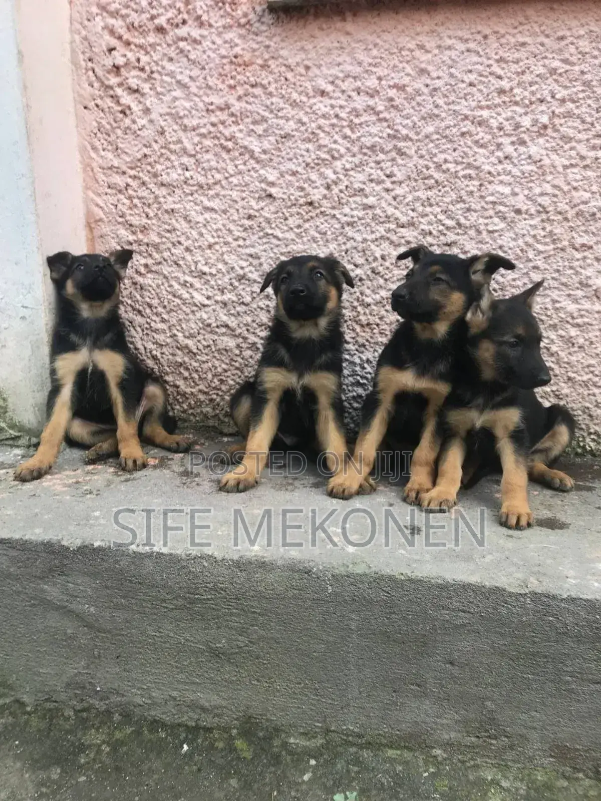 1-3 months Male Purebred German Shepherd