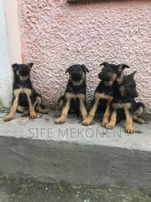1-3 months Male Purebred German Shepherd