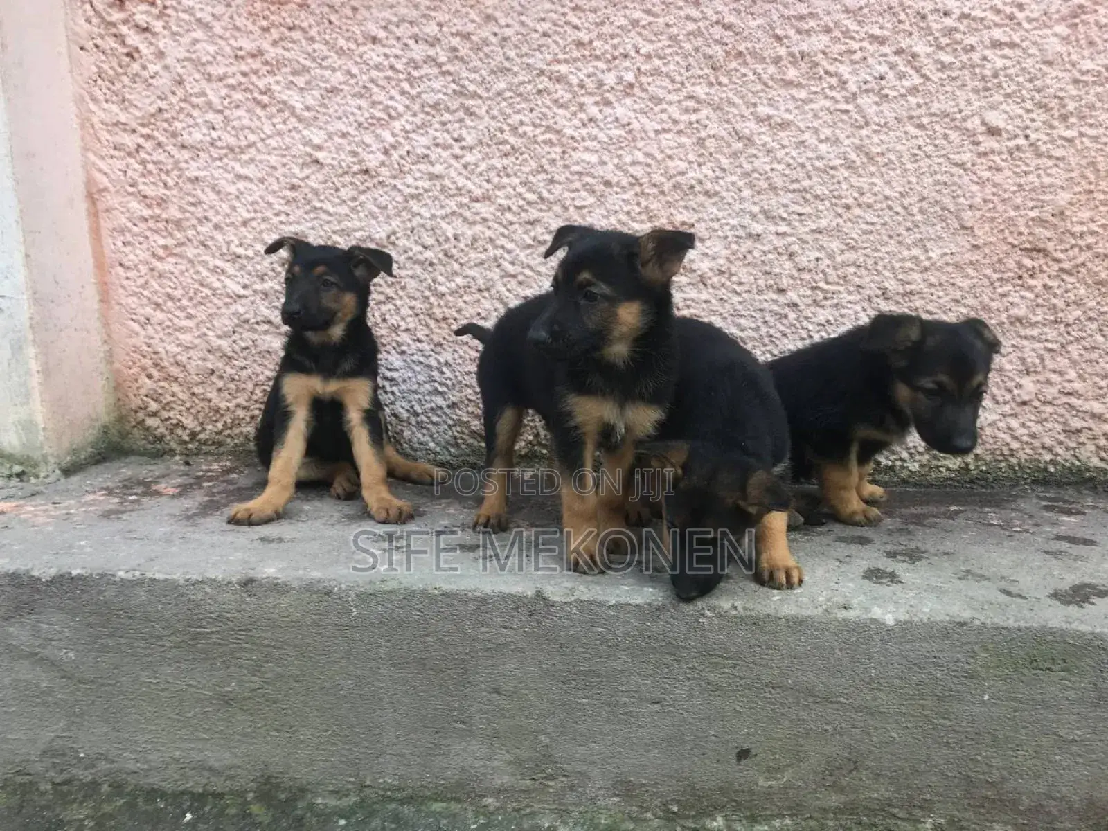 1-3 months Male Purebred German Shepherd