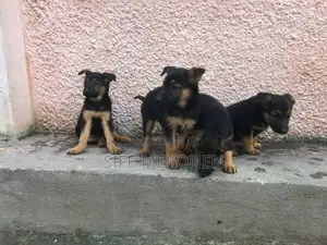 1-3 months Male Purebred German Shepherd