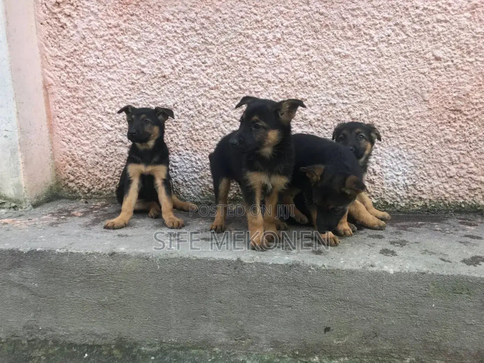 1-3 months Male Purebred German Shepherd
