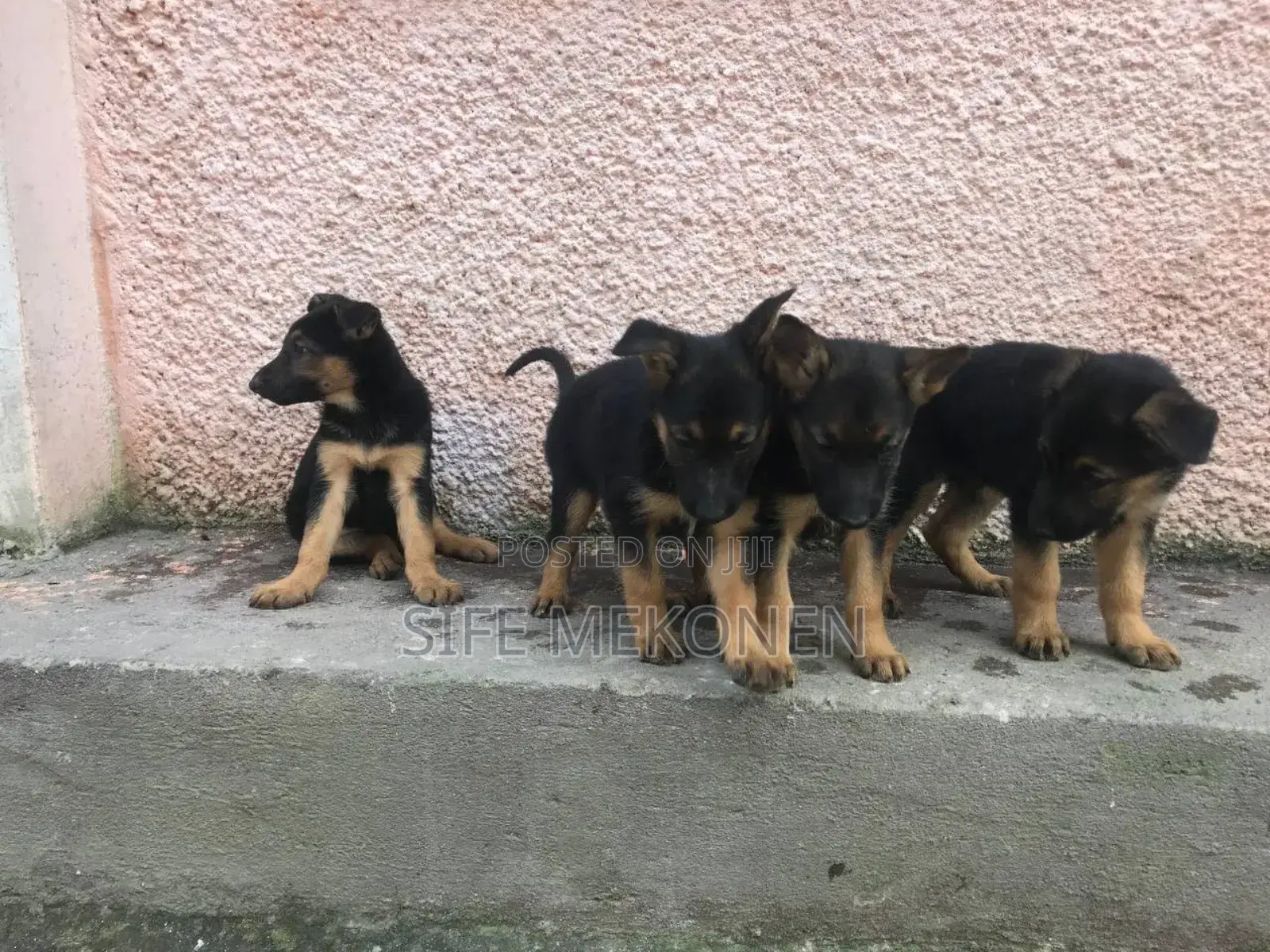 1-3 months Male Purebred German Shepherd