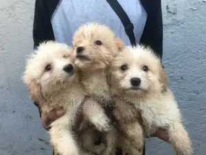 Photo - 1-3 months Male Purebred Maltese