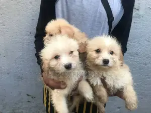 1-3 months Male Purebred Maltese