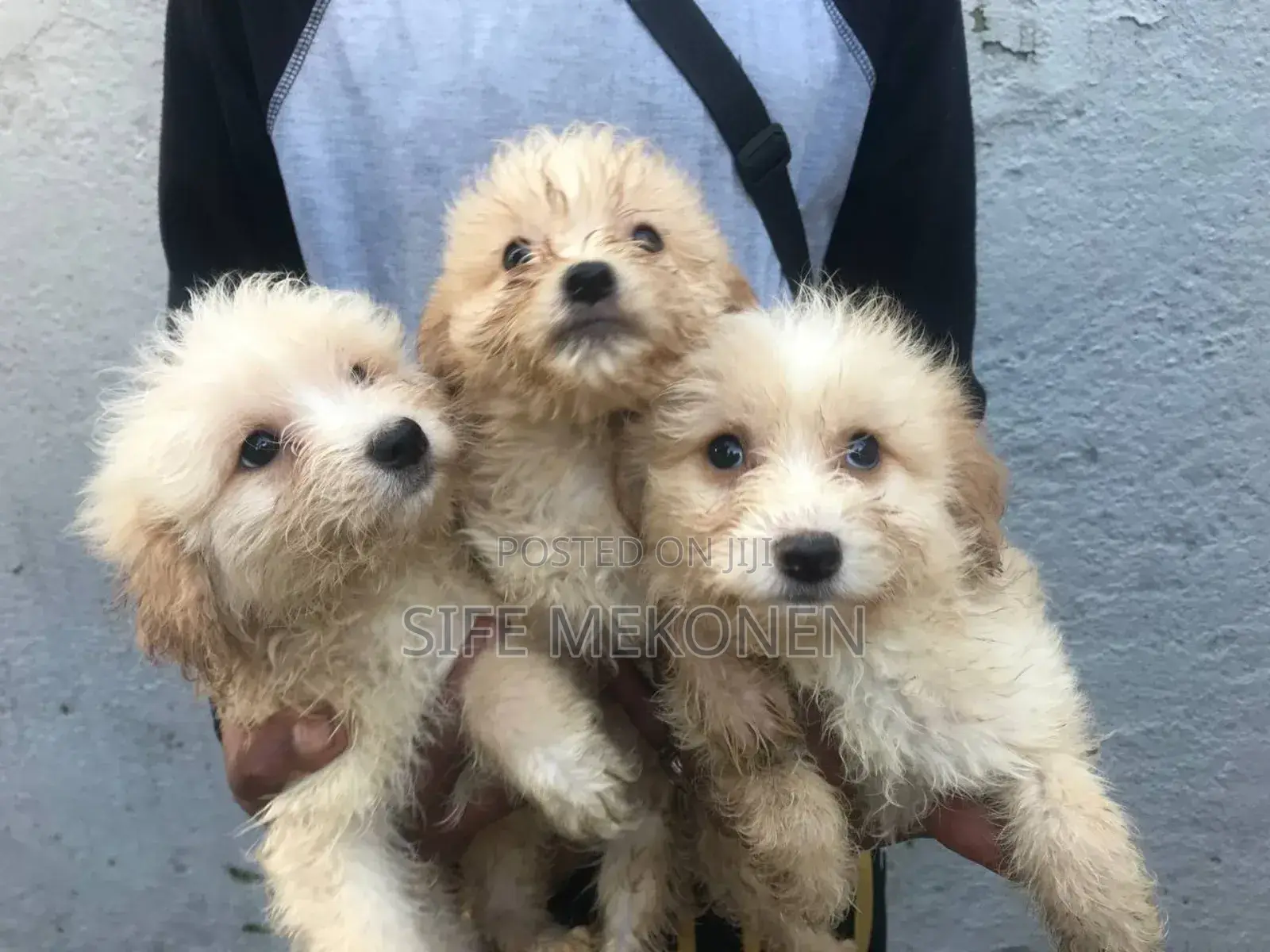 1-3 months Male Purebred Maltese