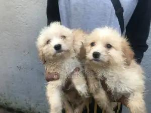 1-3 months Male Purebred Maltese