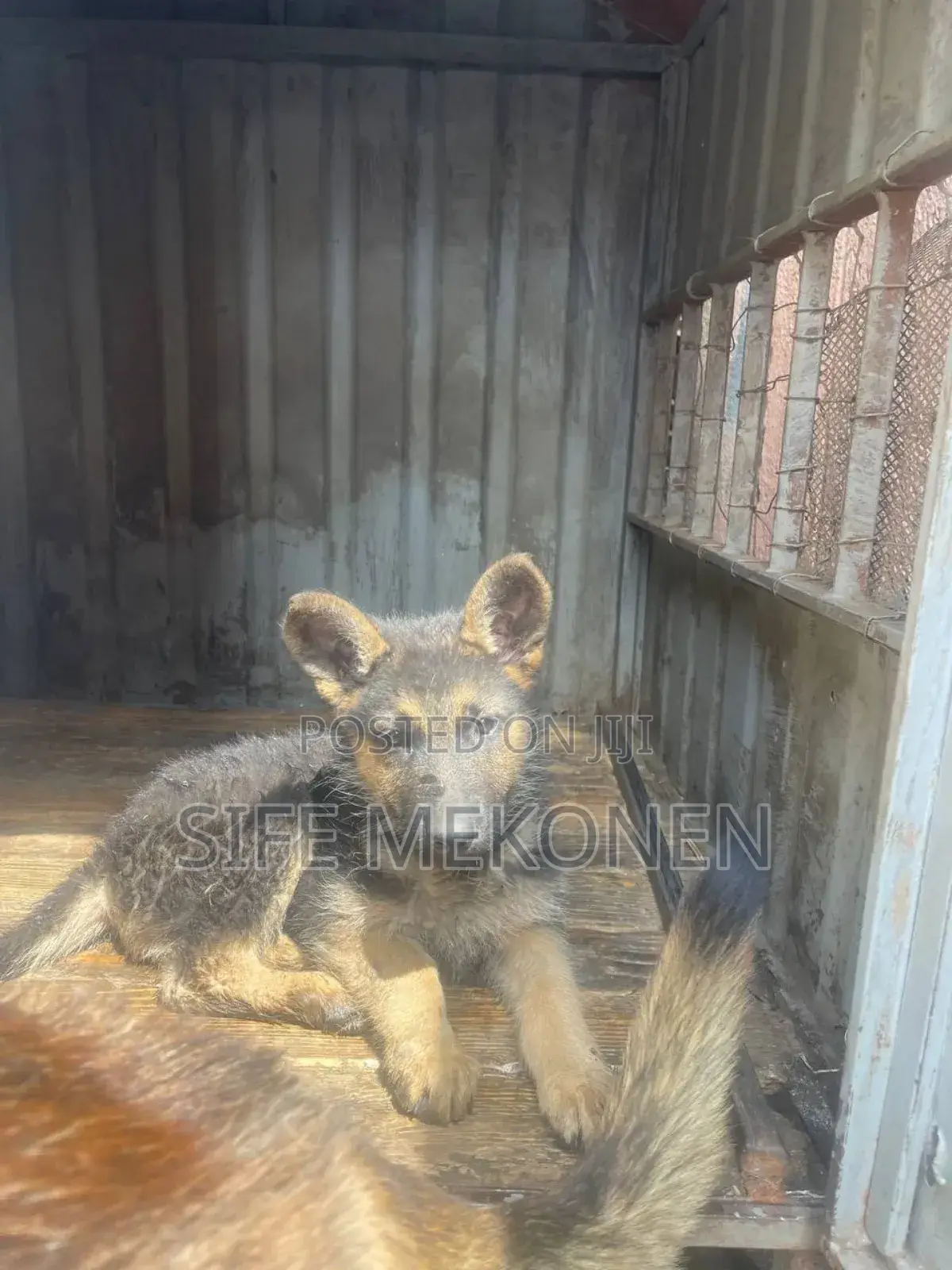 1-3 months Male Purebred German Shepherd