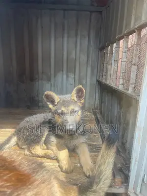 1-3 months Male Purebred German Shepherd