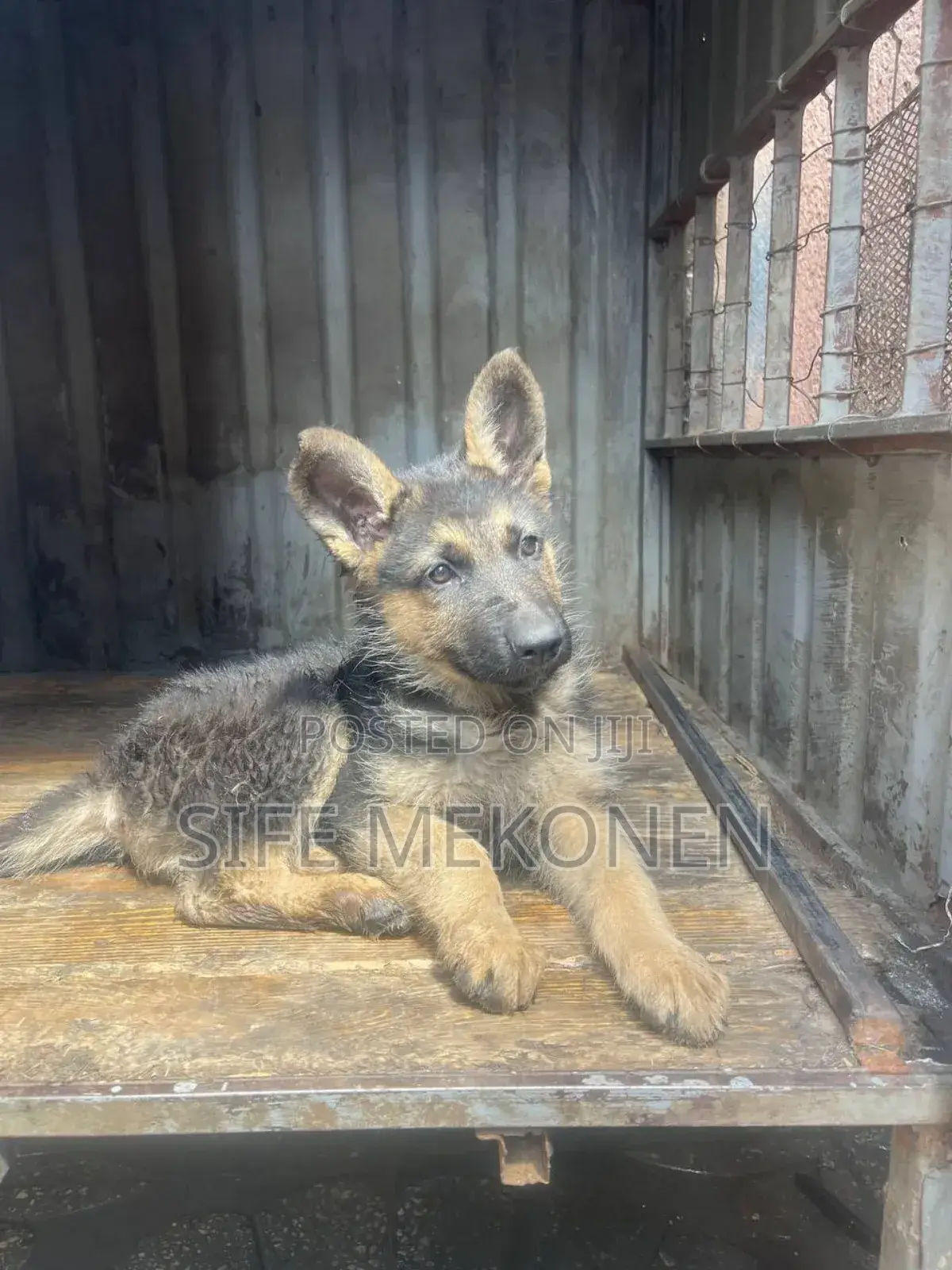 1-3 months Male Purebred German Shepherd