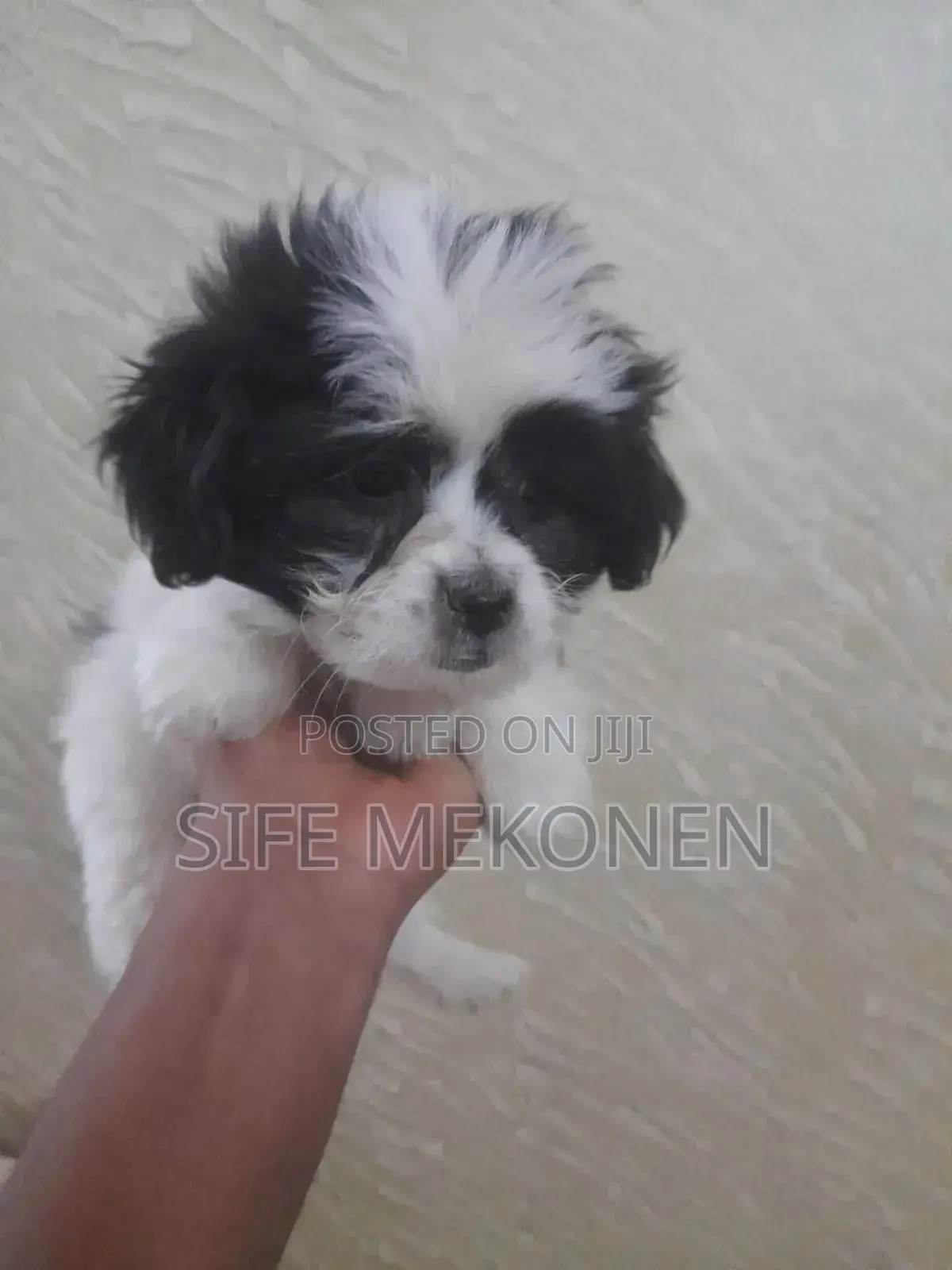 1-3 months Male Purebred Maltese