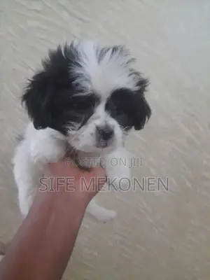 Photo - 1-3 months Male Purebred Maltese