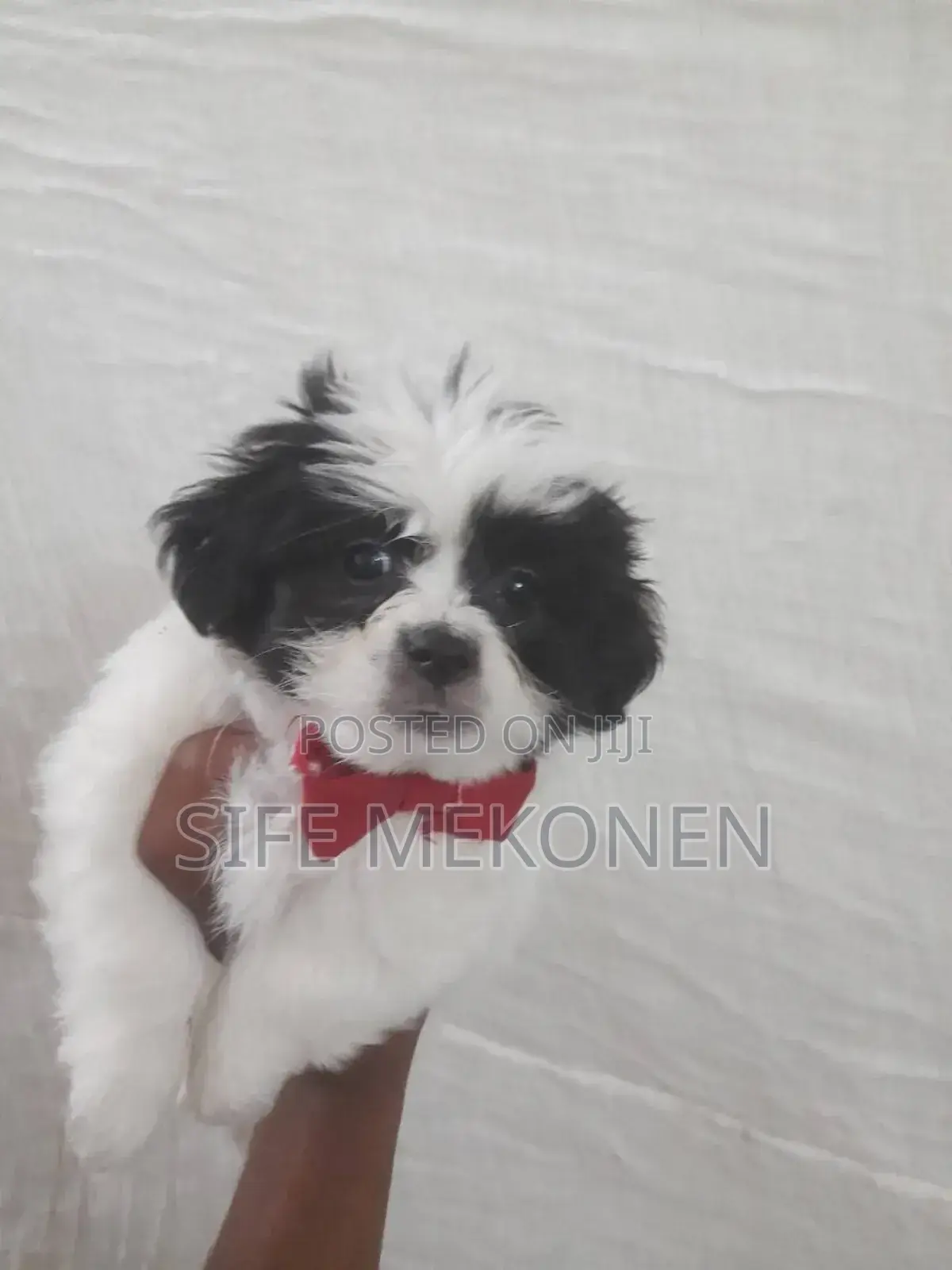 1-3 months Male Purebred Maltese