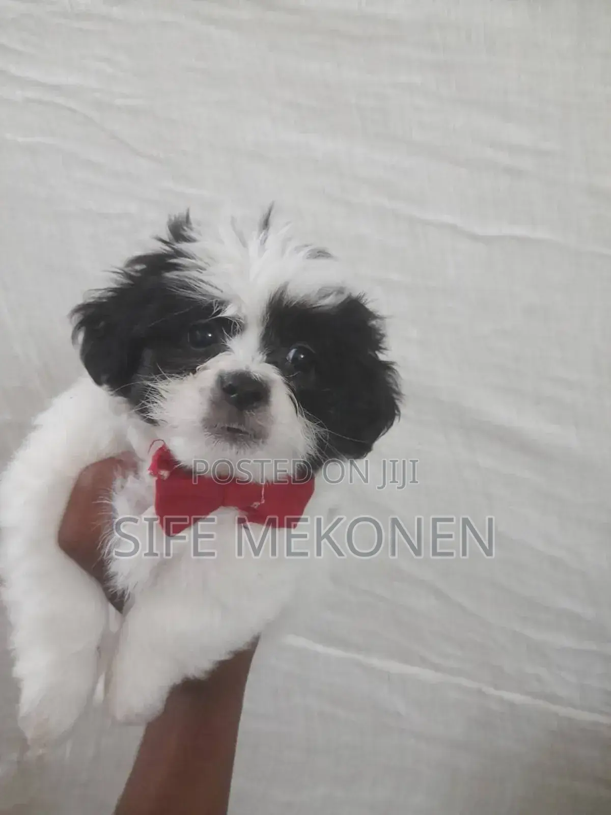 1-3 months Male Purebred Maltese