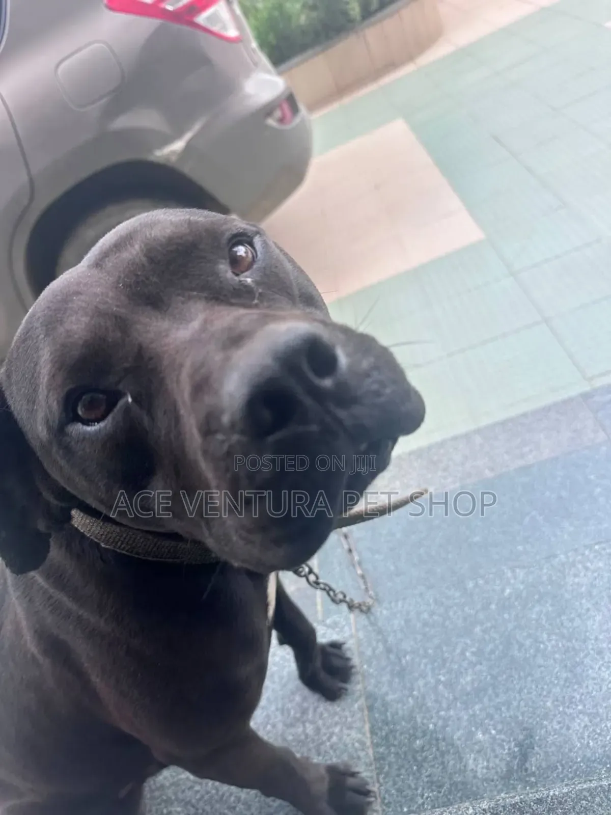 1-3 months Male Purebred American Pit Bull Terrier