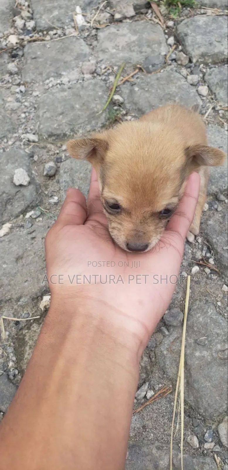 1-3 months Male Purebred Maltese