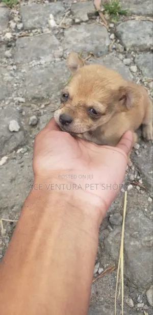 1-3 months Male Purebred Maltese