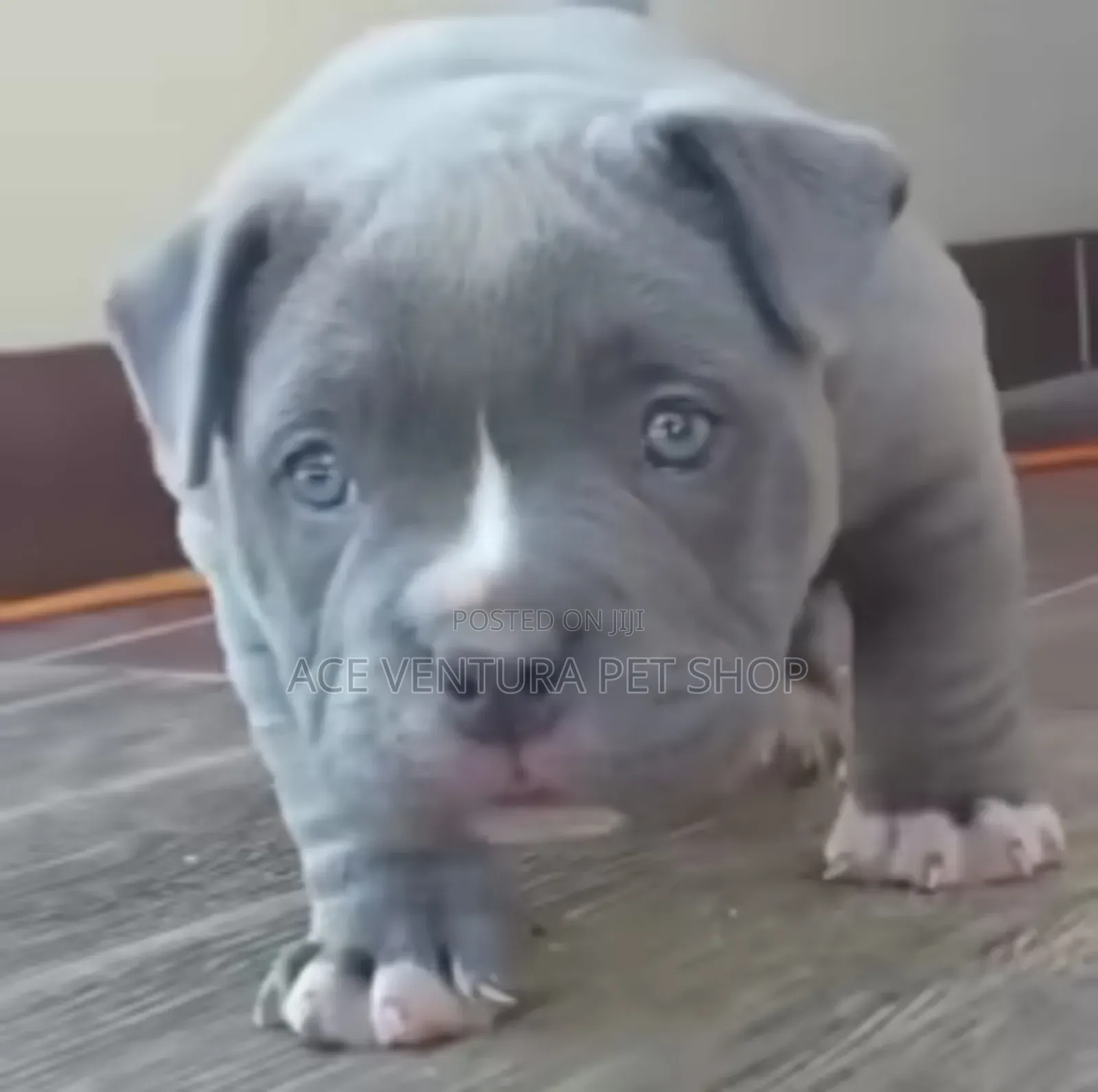 1-3 months Male Purebred American Pit Bull Terrier