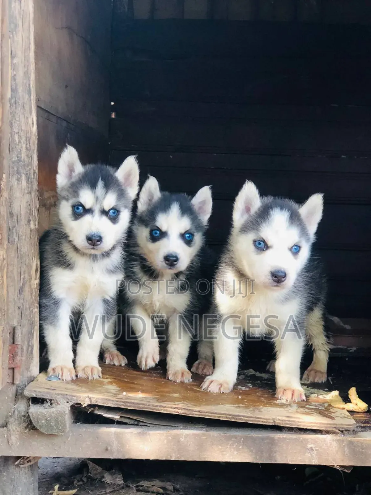 1-3 months Male Purebred Siberian Husky
