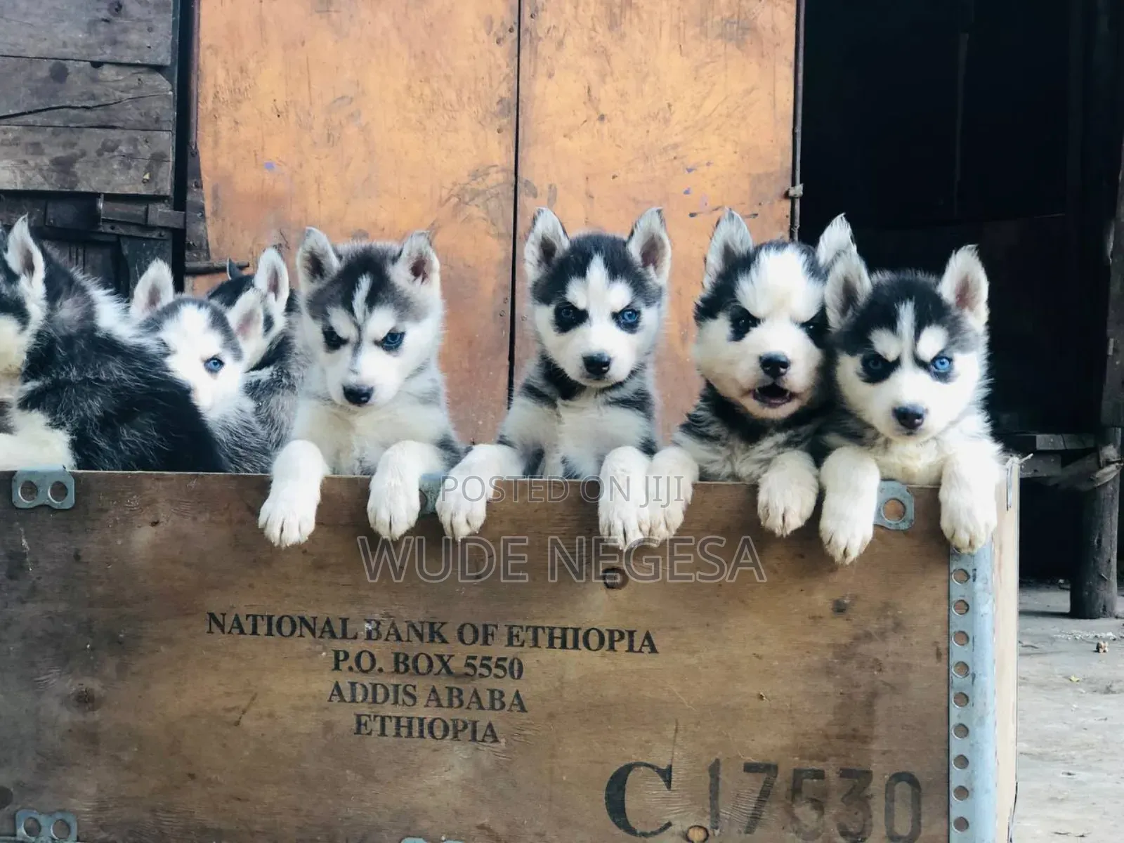1-3 months Male Purebred Siberian Husky