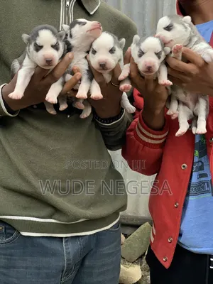 1-3 months Male Purebred Siberian Husky