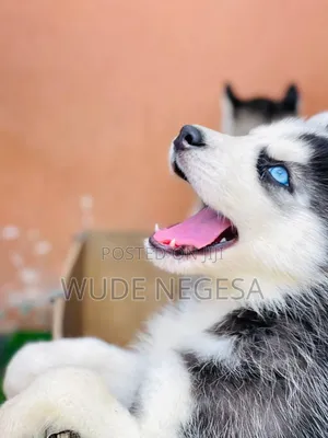 1-3 months Male Purebred Siberian Husky