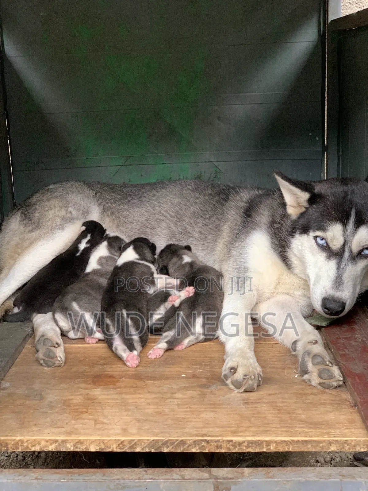 1-3 months Male Purebred Siberian Husky