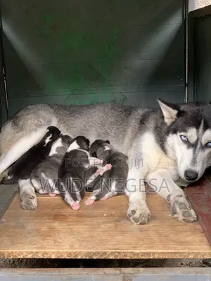 1-3 months Male Purebred Siberian Husky
