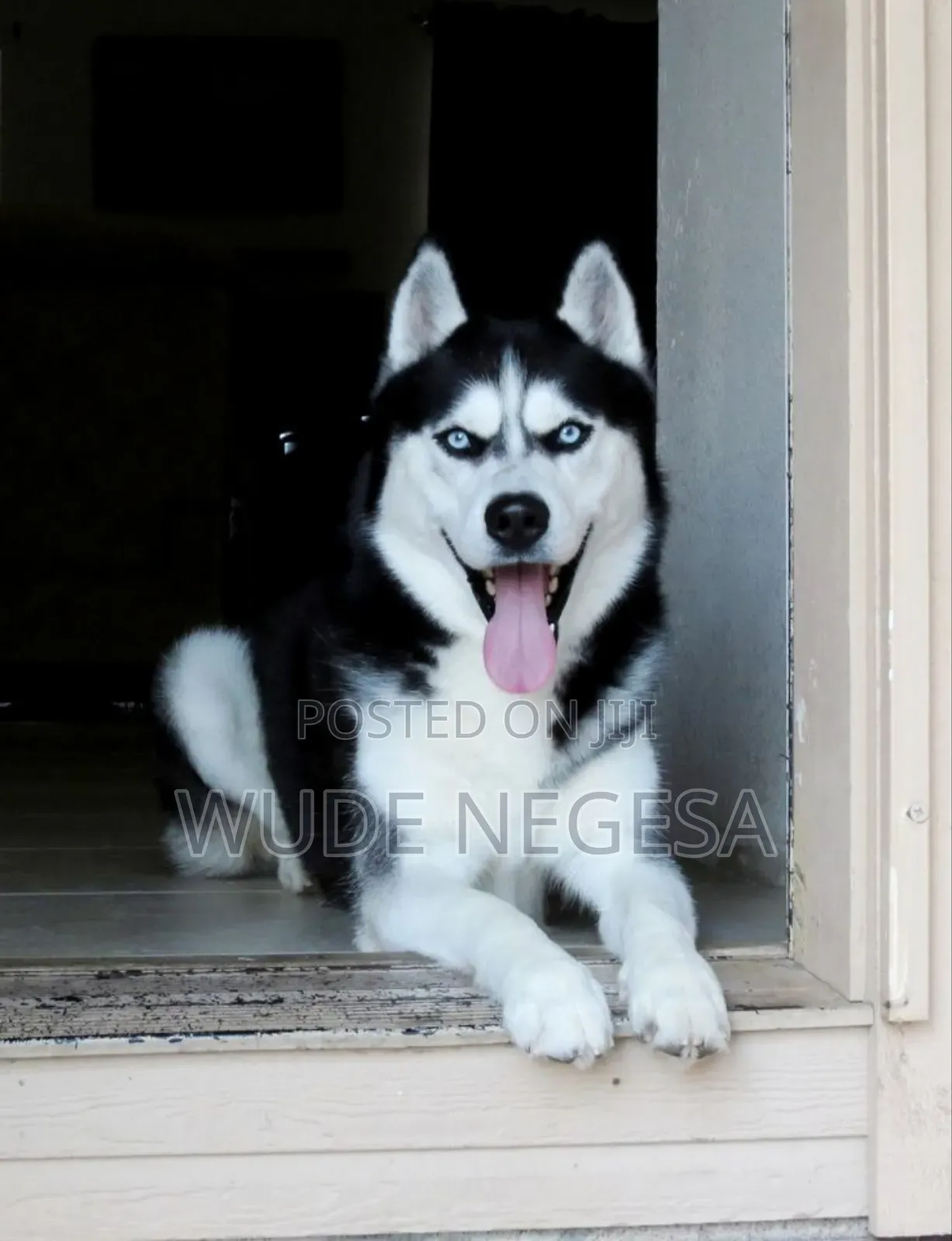 1-3 months Male Purebred Siberian Husky